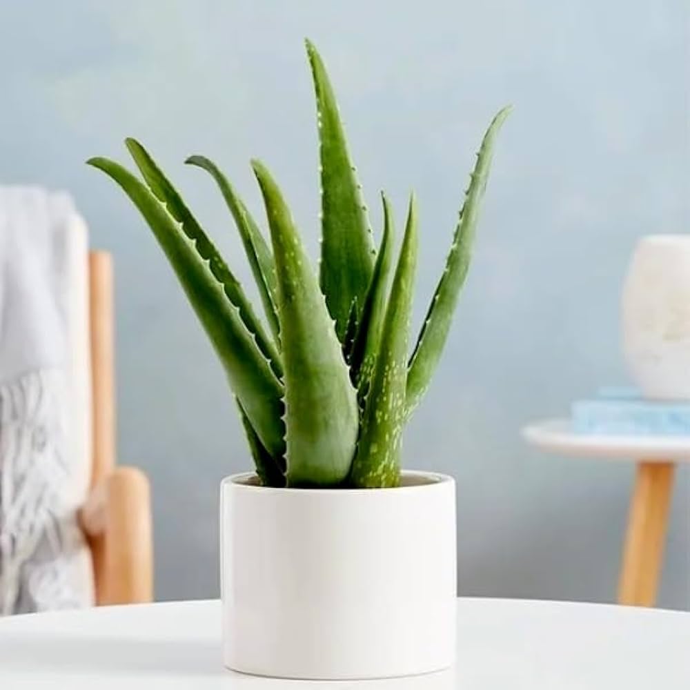 Aloe vera "Indoor" or Medicina Aloe 25 - 30cm الألوة فيرا - Greensouq - 