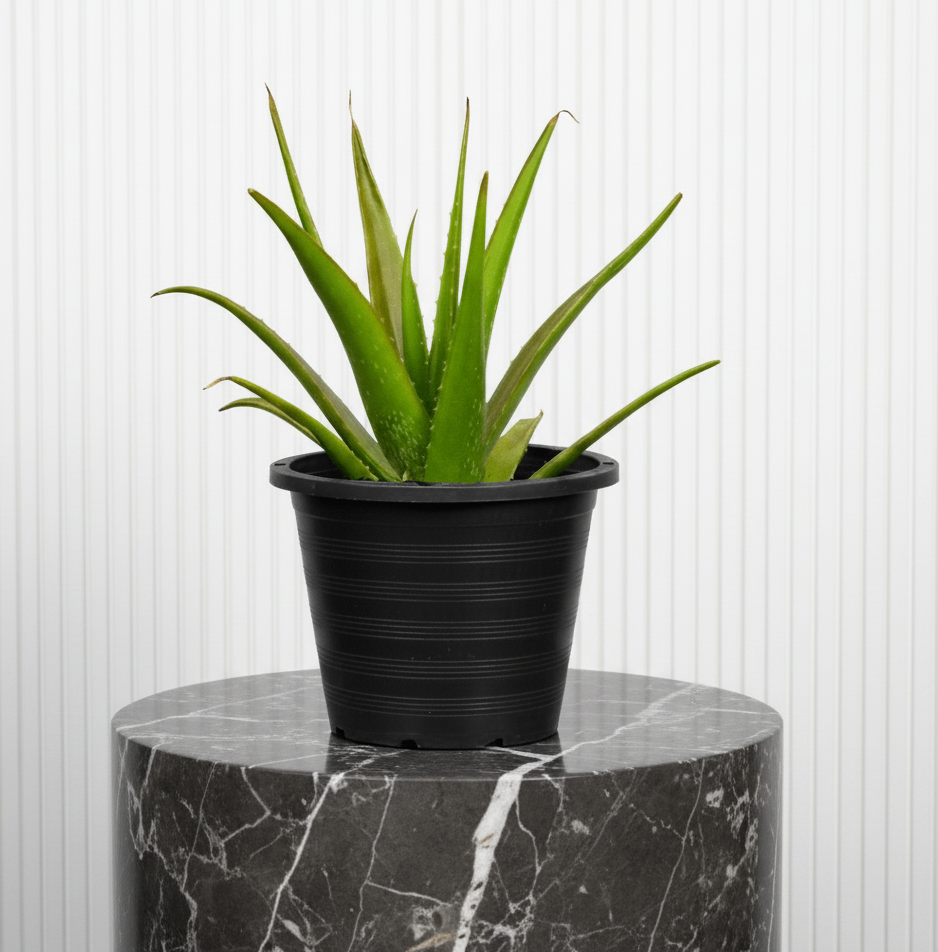 Aloe Vera, Medicina Aloe, Savila Or الألوة فيرا - Greensouq - 