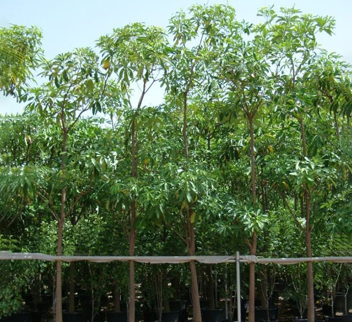 Alstonia Scholaris, Indian Pulai, White Cheesewood 3.0 - 3.5m - Greensouq - 