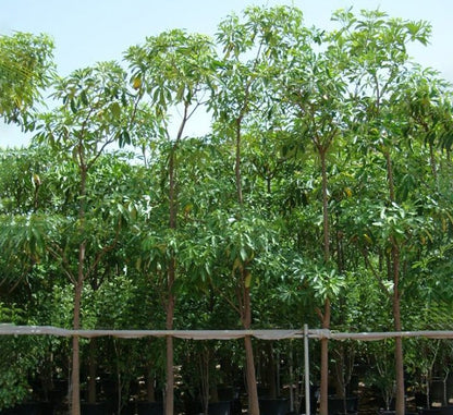 Alstonia Scholaris, Indian Pulai, White Cheesewood 3.0 - 3.5m - Greensouq - 