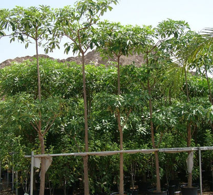 Alstonia Scholaris, Indian Pulai, White Cheesewood 3.0 - 3.5m - Greensouq - 