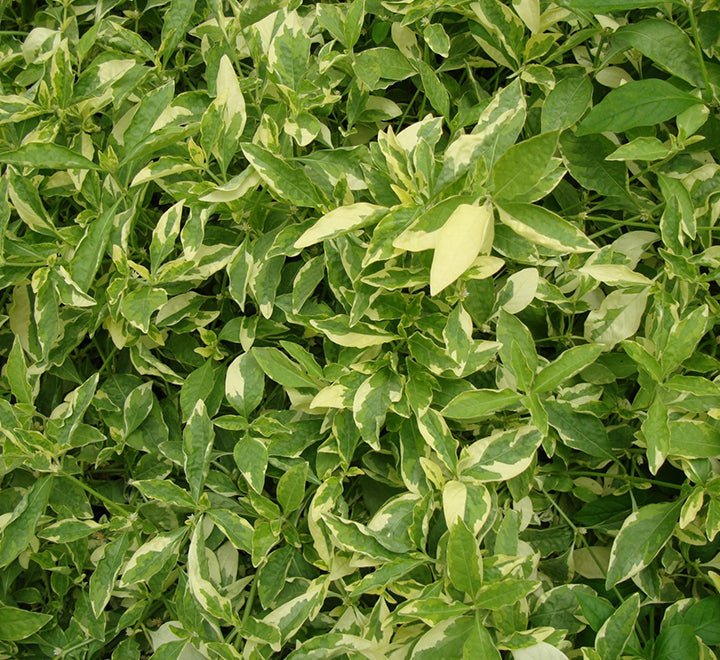 Alternanthera Ficoidea 'Gold' - Greensouq - 