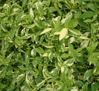 Alternanthera Ficoidea 'Gold' - Greensouq - 