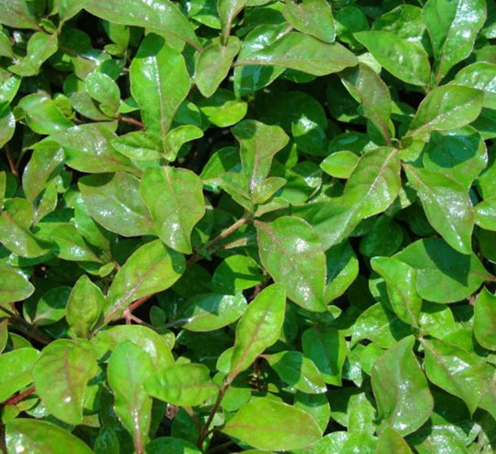 Alternanthera Red "Red Sessile Joyweed" - Greensouq - 