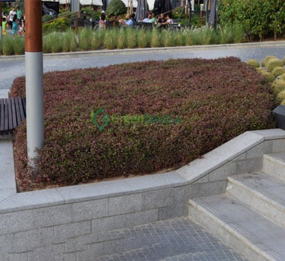 Alternanthera Red "Red Sessile Joyweed" - Greensouq - 