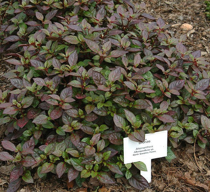 Alternanthera Red "Red Sessile Joyweed" - Greensouq - 