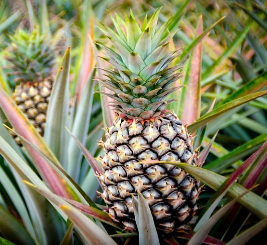 Ananas Comosus | Pineapple Plant 0.7 - 0.4 m الشجر انانَاس - Greensouq -