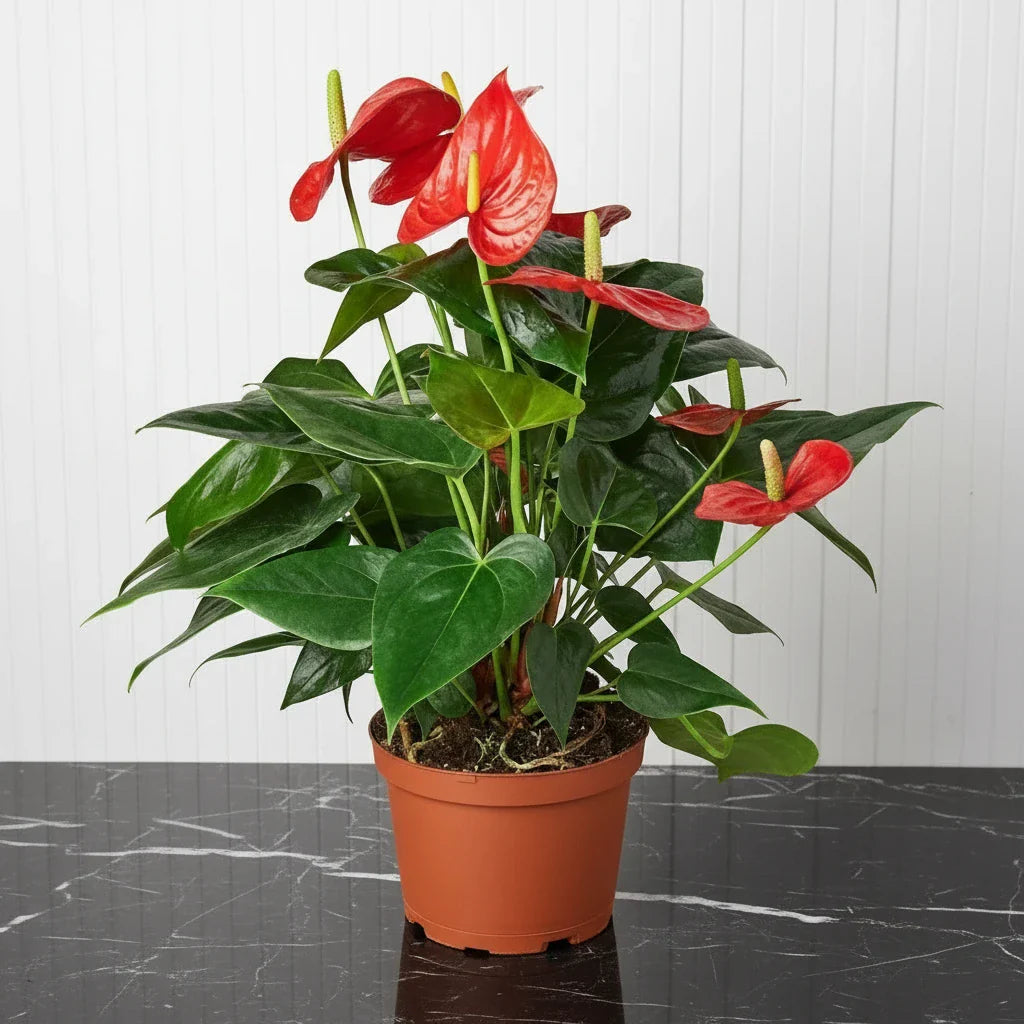 Andreanum or The Flamingo Flower - Greensouq - 