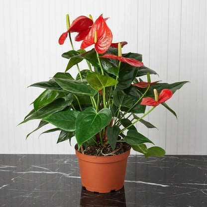 Andreanum or The Flamingo Flower - Greensouq - 