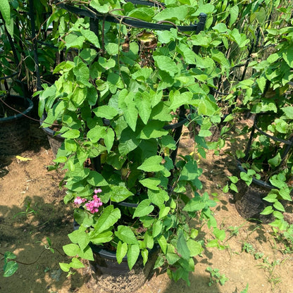 Antigonon Leptopus or Coral vine "Mexican creeper" 80 - 100cm - Greensouq - 