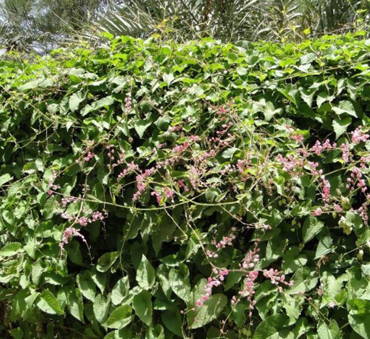 Antigonon Leptopus or Coral vine "Mexican creeper" 80 - 100cm - Greensouq - 
