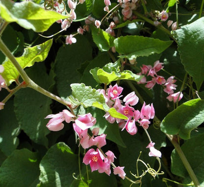 Antigonon Leptopus or Coral vine "Mexican creeper" 80 - 100cm - Greensouq - 