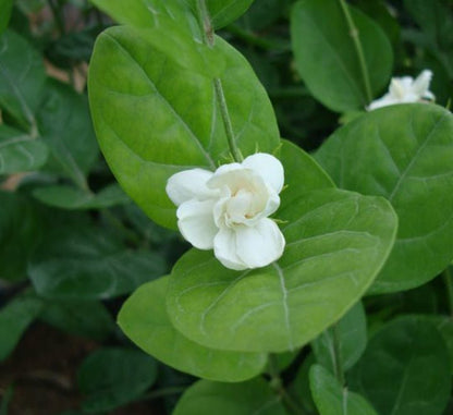 Arabian Jasmine Motia "Jasminum Sambac" - Greensouq - 