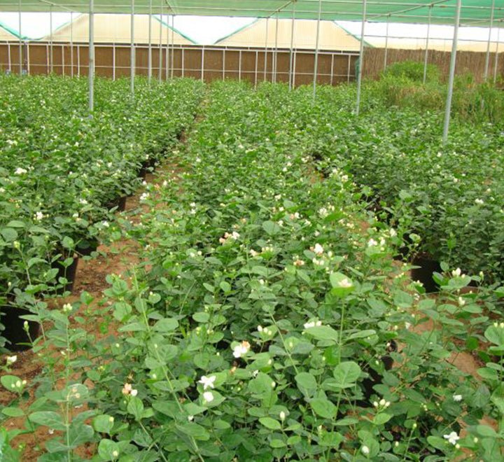Arabian Jasmine Motia "Jasminum Sambac" - Greensouq - 