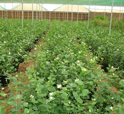 Arabian Jasmine Motia "Jasminum Sambac" - Greensouq - 