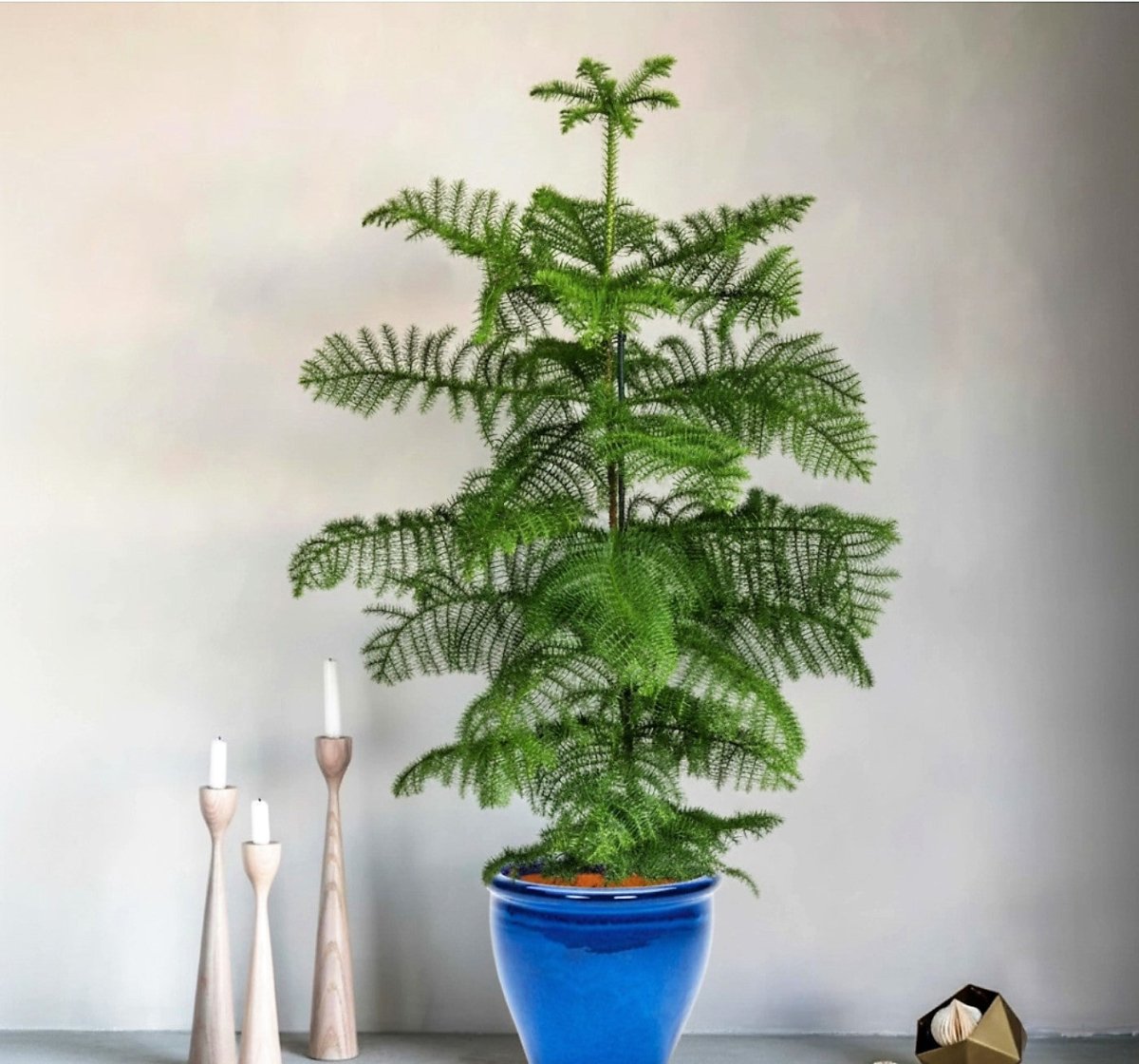 Araucaria Heterophylla Indoor "Norfolk Island Pine" - Greensouq - 
