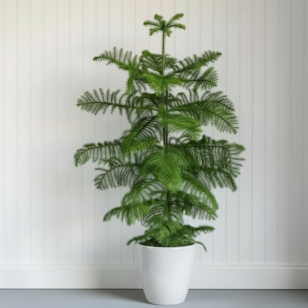 Araucaria Heterophylla Indoor "Norfolk Island Pine" - Greensouq - 