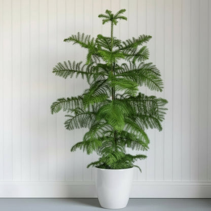 Araucaria Heterophylla Indoor "Norfolk Island Pine" - Greensouq - 