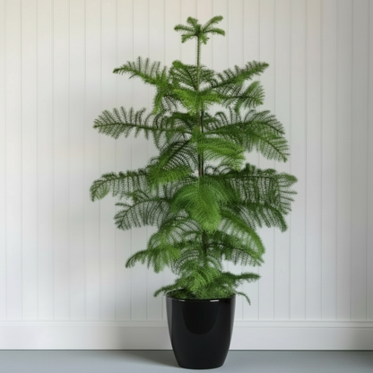 Araucaria Heterophylla Indoor "Norfolk Island Pine" - Greensouq -