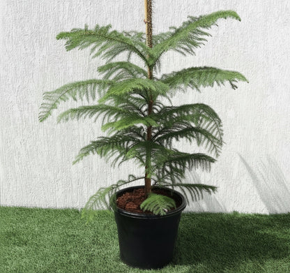 Araucaria Heterophylla Indoor "Norfolk Island Pine" - Greensouq - 