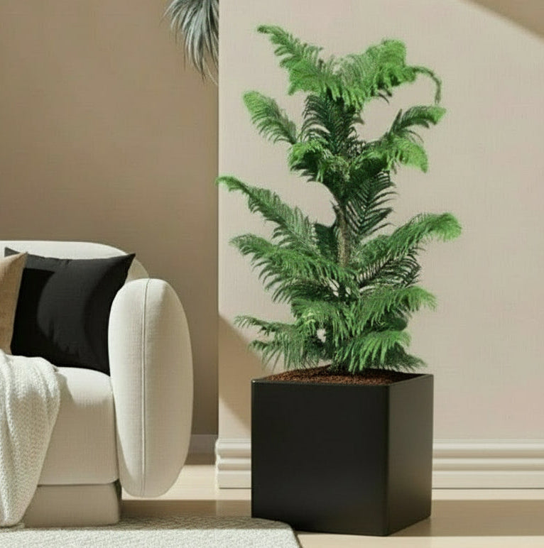 Araucaria Heterophylla Indoor "Norfolk Island Pine" in Grp Square Pot 40x40 - Greensouq - 
