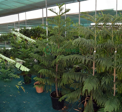 Araucaria Heterophylla (Norfolk Island Pine) 100cm to 120 cm - Greensouq - 