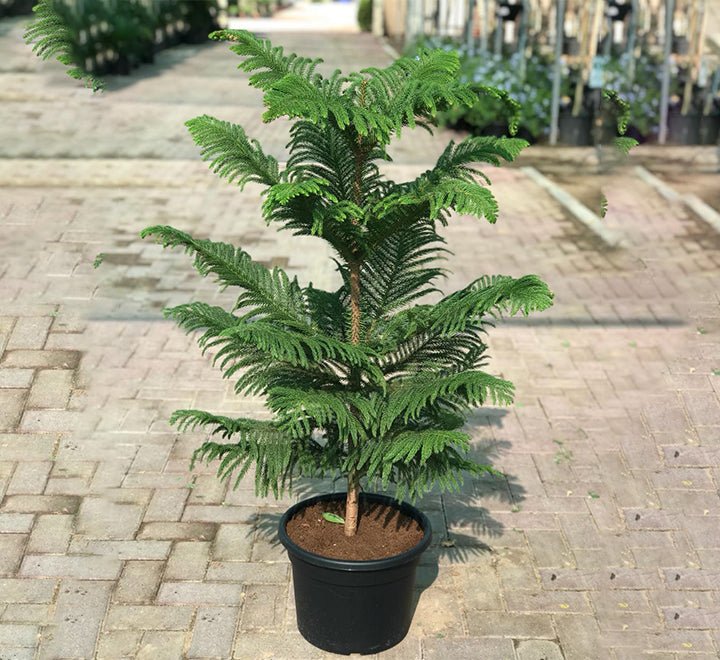 Araucaria Heterophylla (Norfolk Island Pine) 100cm to 120 cm - Greensouq - 