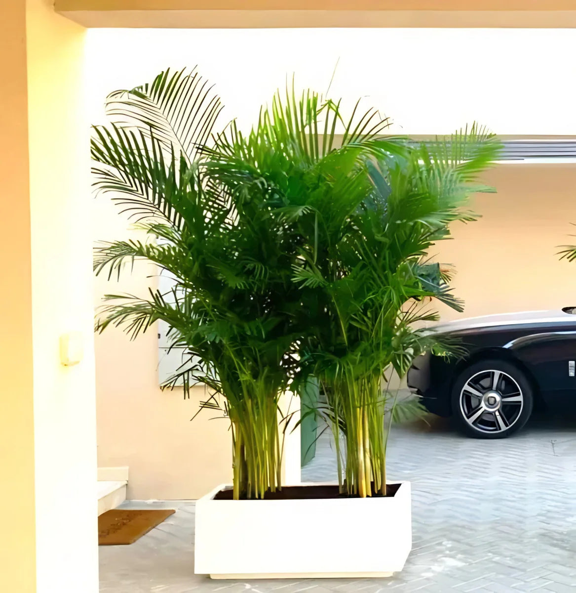 Areca Palm 1.2 - 1.5m Outdoor in Fiber Glass Pot (GRP) (70x30x30) - Greensouq - 