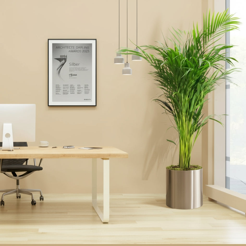 Areca Palm Holland or Chrysalidocarpus Lutescens - Greensouq - 