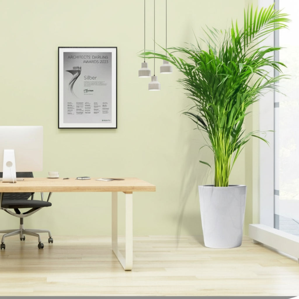 Areca Palm Holland or Chrysalidocarpus Lutescens - Greensouq - 