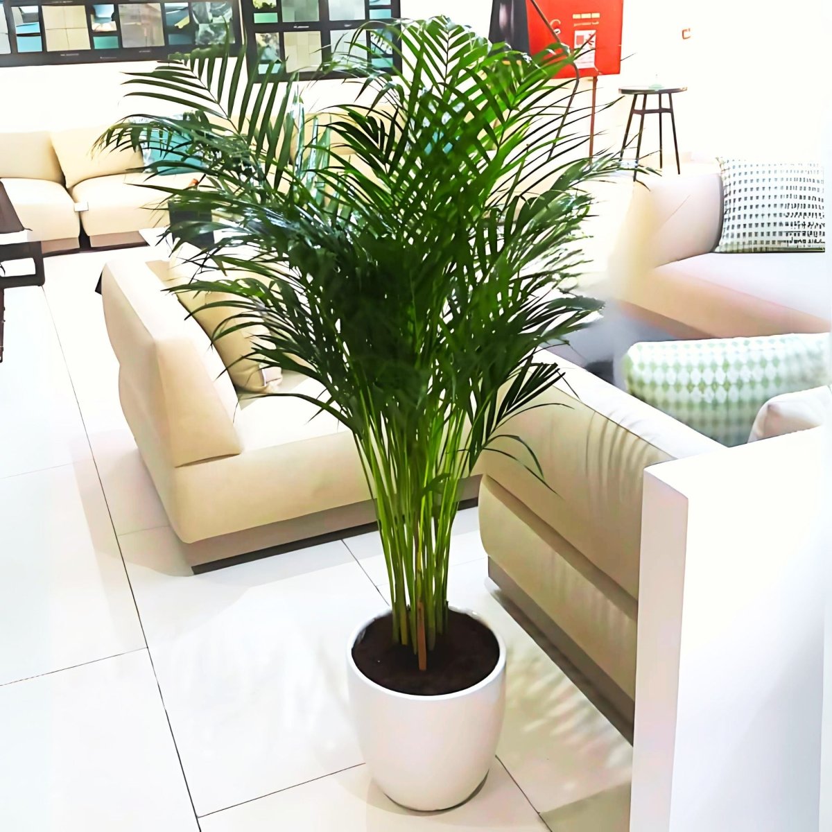 Areca Palm Holland or Chrysalidocarpus Lutescens - Greensouq - 