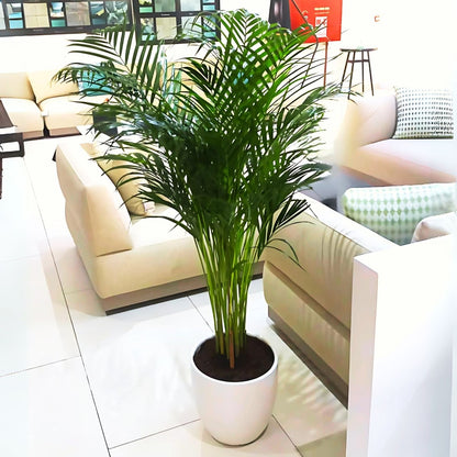 Areca Palm Holland or Chrysalidocarpus Lutescens - Greensouq - 