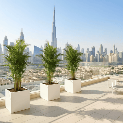 Areca Palm in Grp 40x40 White Square Pot 1.5 - 2.0m (outdoor) - Greensouq - 