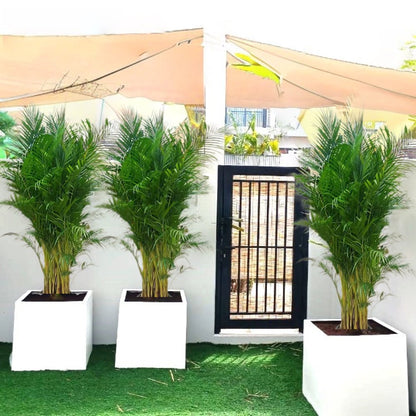 Areca Palm in Grp Square Pot 1.5 - 2.0m (outdoor) - Greensouq - 