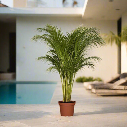Areca palm Outdoor | Chrysalidocarpus lutescens | فراشة النخيل - Greensouq - 