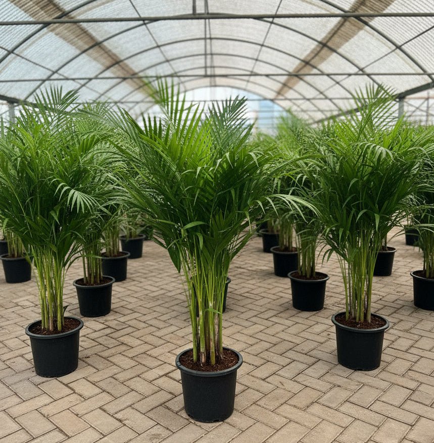 Areca palm Outdoor | Chrysalidocarpus lutescens | فراشة النخيل - Greensouq - 