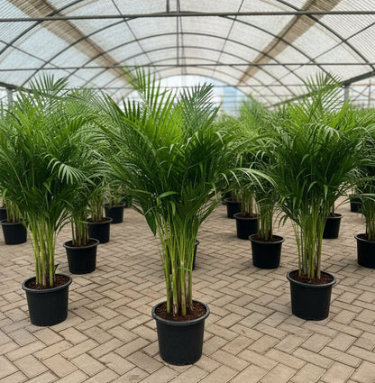 Areca palm Outdoor | Chrysalidocarpus lutescens | فراشة النخيل - Greensouq - 