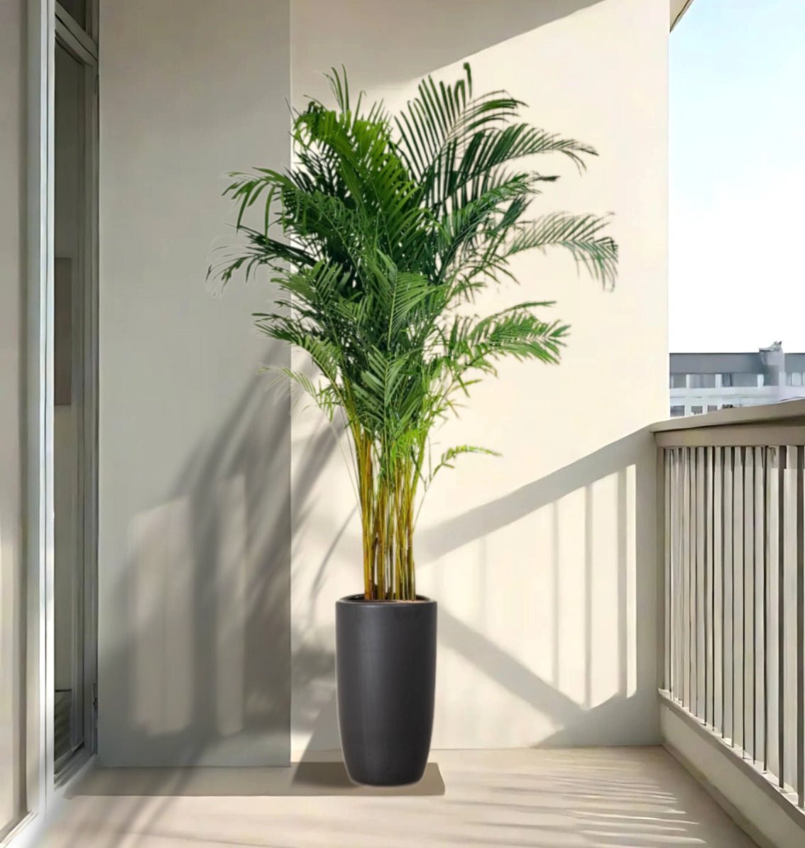 Areca Palms XL in Black Shinny Ceramic Pot 2 to 2.5m (outdoor) - Greensouq - 