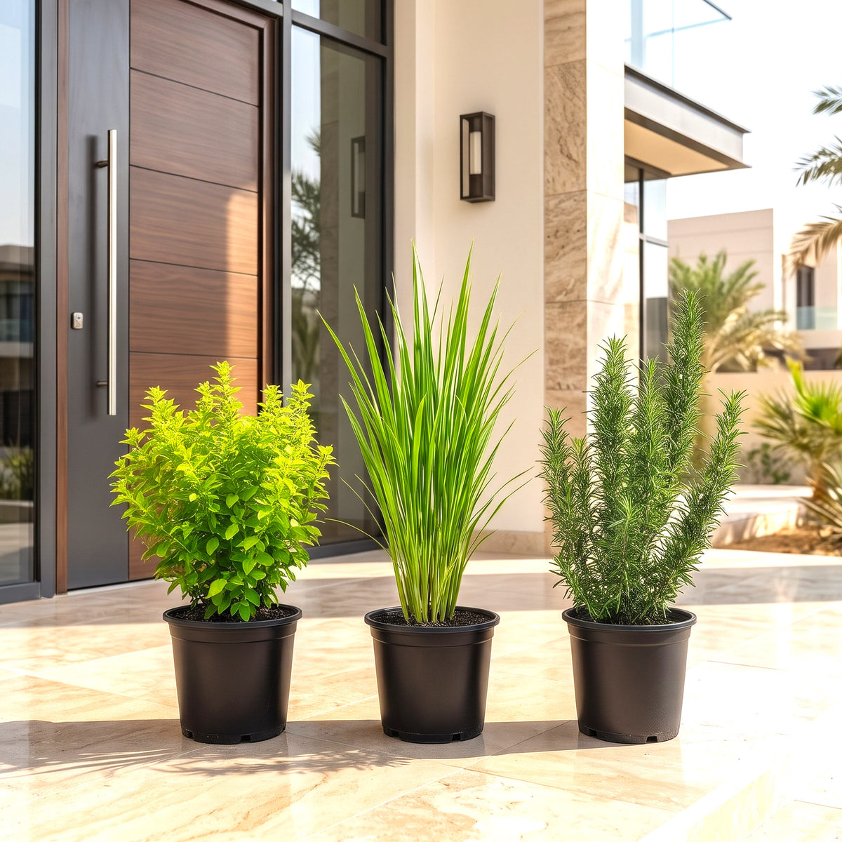 Aromatic Mosquito-Deterrent Plant Bundle (Tulsi, Lemongrass & Rosemary)