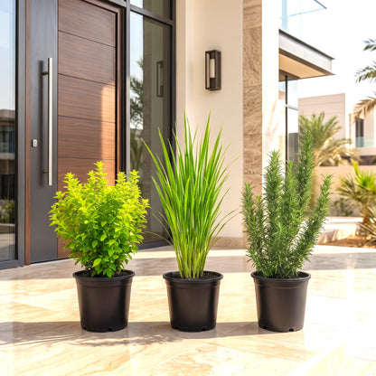 Aromatic Mosquito-Deterrent Plant Bundle (Tulsi, Lemongrass & Rosemary)