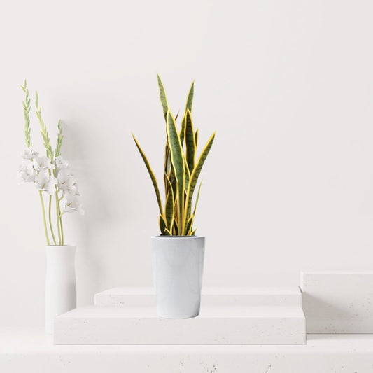Artificial Snake Plant | Artificial Sansevieria trifasciata 95cm - Greensouq -