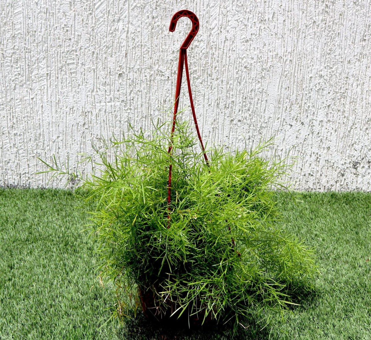 Asparagus Hanging - Greensouq - 