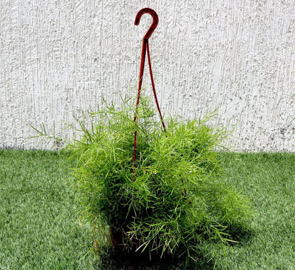 Asparagus Hanging - Greensouq - 