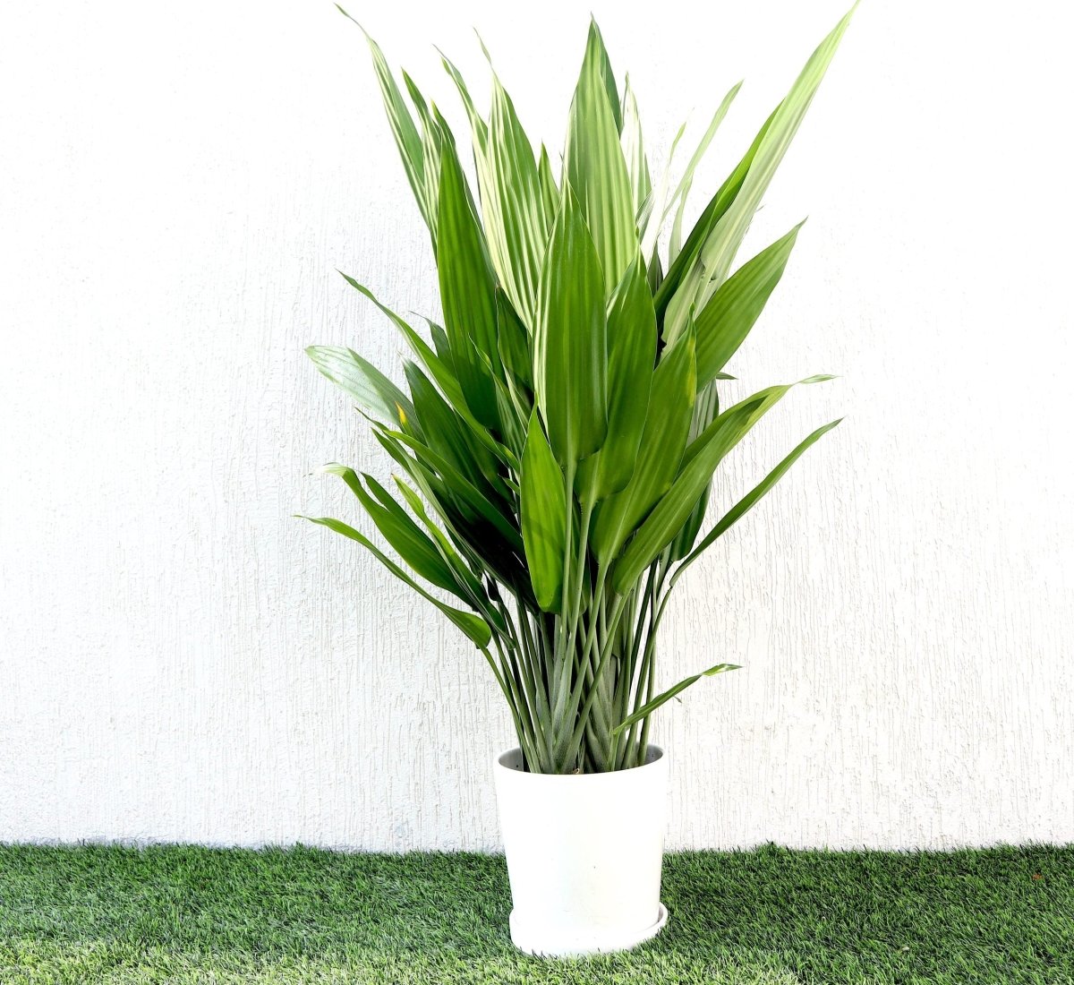 Aspiradas | Aspidistras Indoor Plant | Cast Iron Plant 0.8 - 1.0m - Greensouq - 