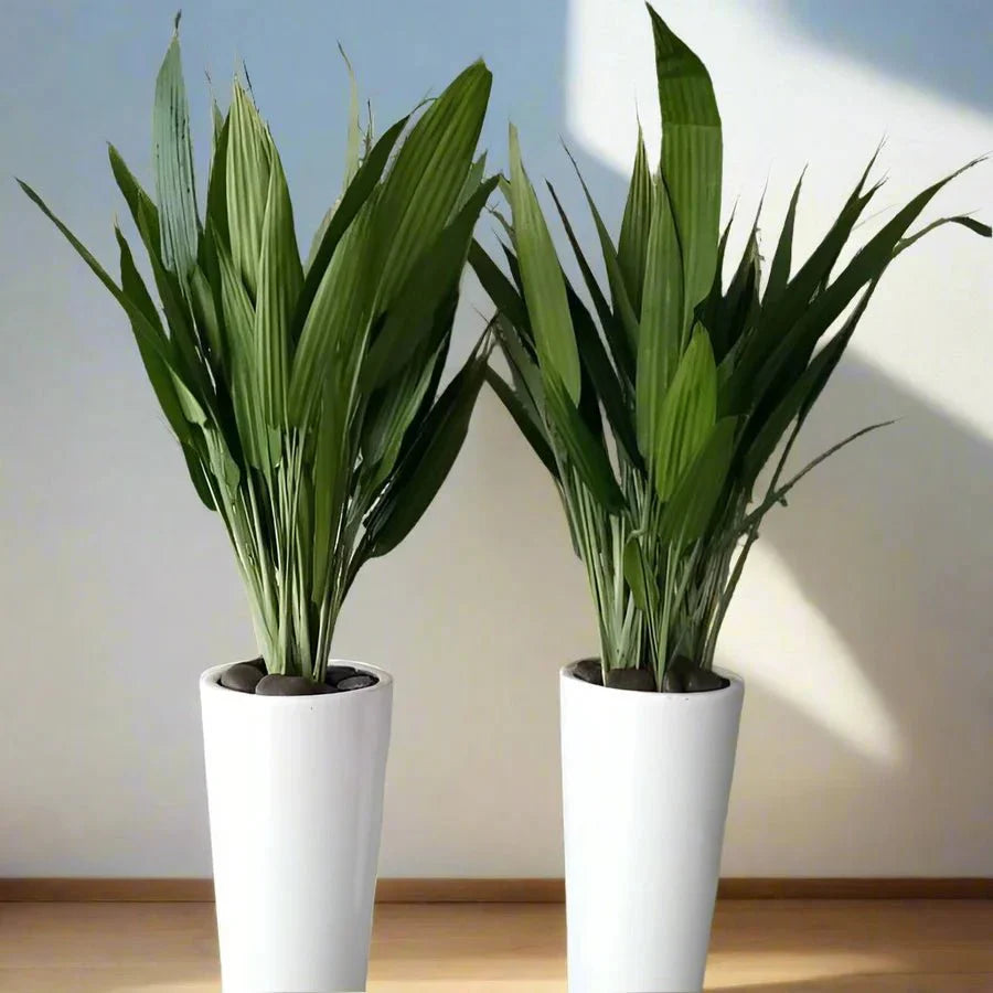 ASPIRADAS Bundle 1m to 1.2m Set of 2 Plants in Ceramic pots - Greensouq - 
