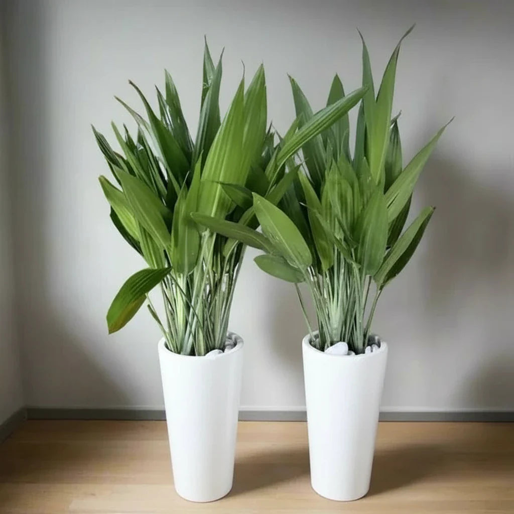 ASPIRADAS Bundle 1m to 1.2m Set of 2 Plants in Ceramic pots - Greensouq - 