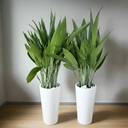 ASPIRADAS Bundle 1m to 1.2m Set of 2 Plants in Ceramic pots - Greensouq - 