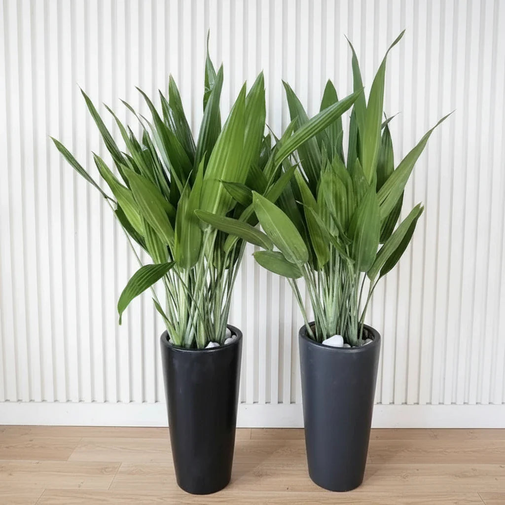 ASPIRADAS Bundle 1m to 1.2m Set of 2 Plants in Ceramic pots - Greensouq - 