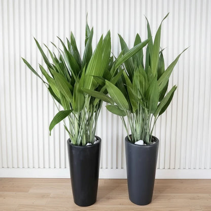 ASPIRADAS Bundle 1m to 1.2m Set of 2 Plants in Ceramic pots - Greensouq - 