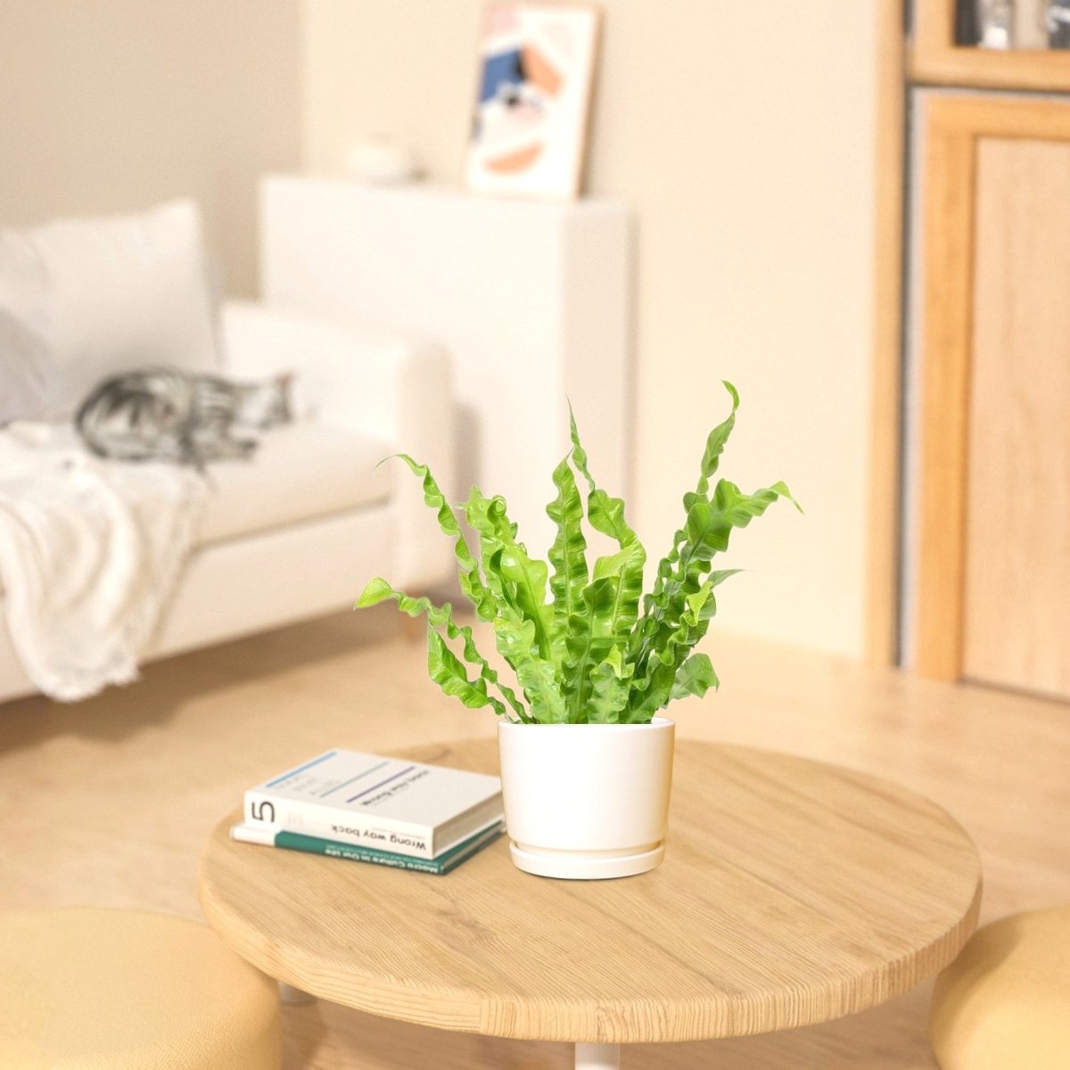 Asplenium Nidus or Bird's Nest Fern 50 - 60cm spread - Greensouq - 